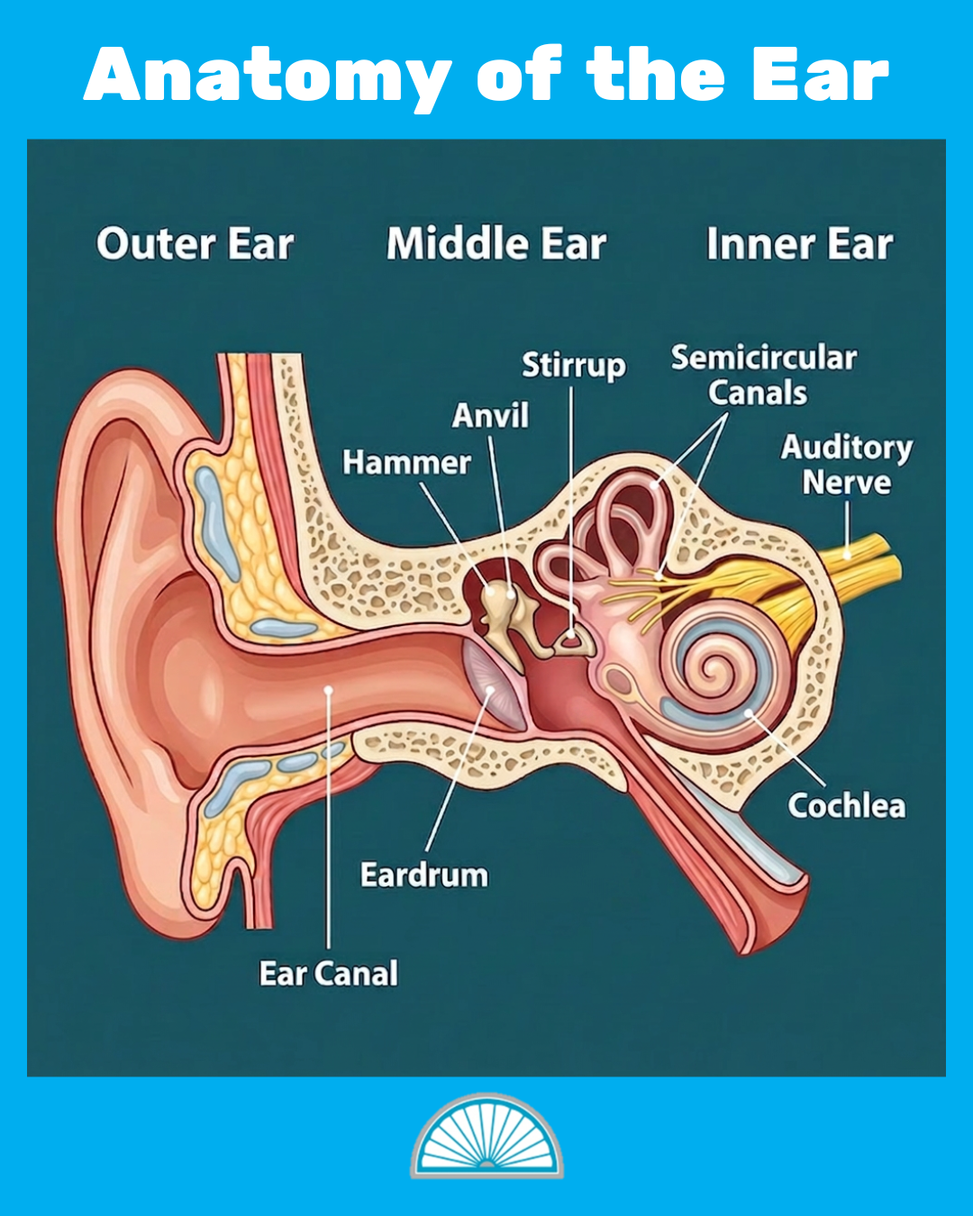 Anatomy of the human ear